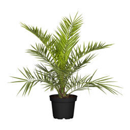 Zimmerpflanze "Grünaldum cimmericum"