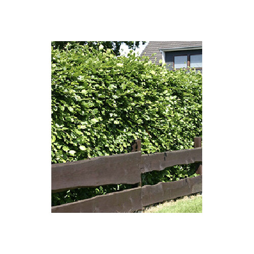 Schwarzgrüner Liguster "Atrovirens"