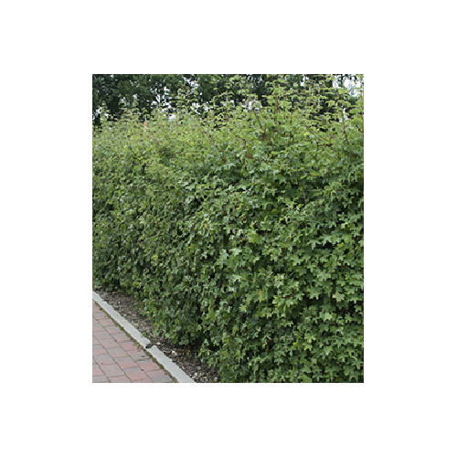 Heidelbeere BrazelBerry® "Jelly Bean"