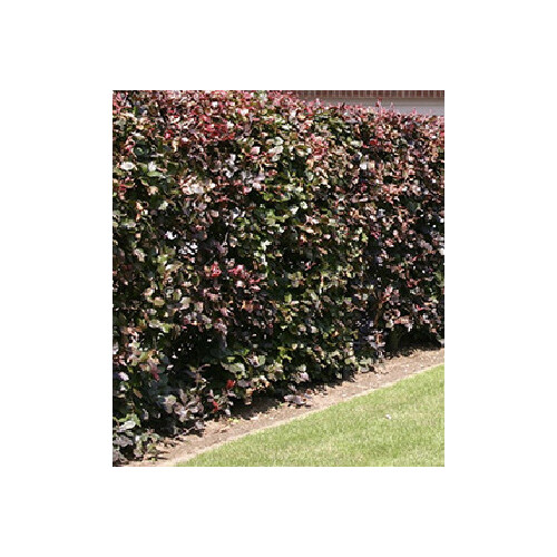 Heidelbeere BrazelBerry® "Jelly Bean"