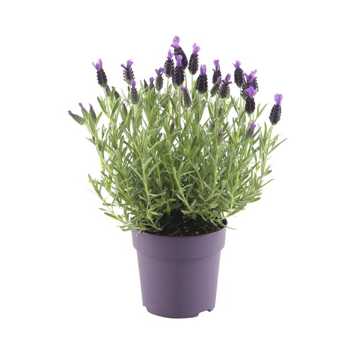 Schopflavendel "Anouk"