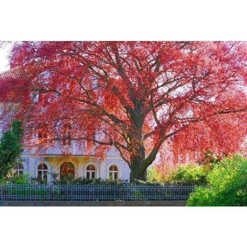 Blutbuche hängend "Purpurea"