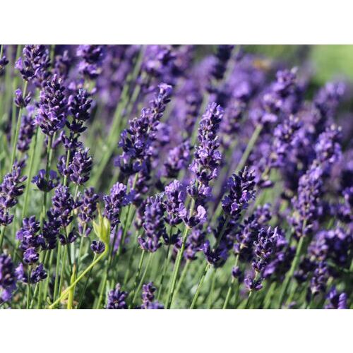 Lavendel-Hecke Blau
