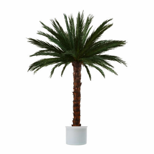 Areca-Palme