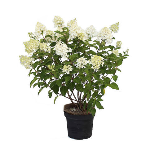 Rispenhortensie "Silver Dollar"