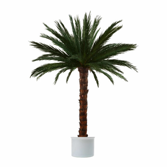 Areca-Palme