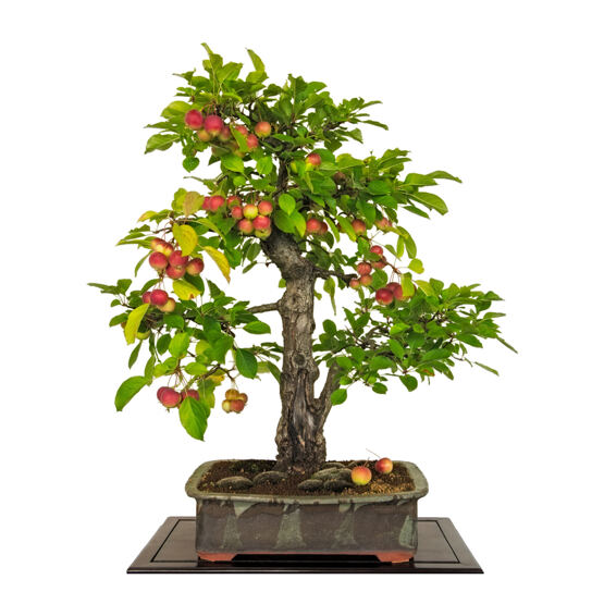 Apfelbaum Bonsai Golden Delicious