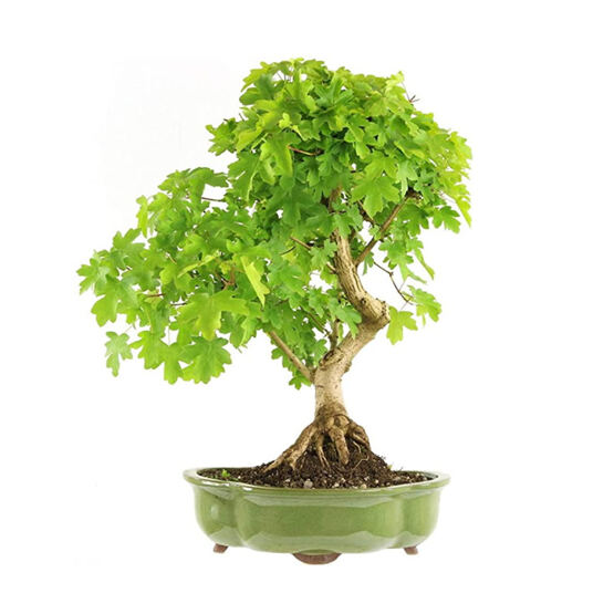 Feldahorn Bonsai